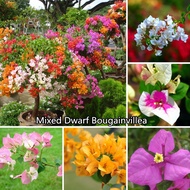 Ready Stock 100% Original Mixed Dwarf Bougainvillea(100 Seeds)Real Potted Live Plants for Sale Rar00