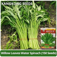 High Yield Water Spinach Seeds (150 Seed) Biji Benih Kangkung Darat Kangkong Seeds for Planting Vege