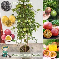 Fresh Passion Fruit Seeds for Planting Fruit Plants (30pcs) Fruit Seeds Bonsai Tree Seeds Dwarf Frui