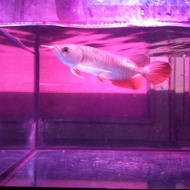 ikan hias arwana golden red 20 cm