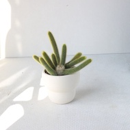 植栽 盆栽 l 太可愛猴尾柱 室內植物 辦公室盆栽 多肉植物