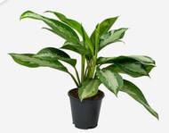 [SG 🇸🇬Store] Aglaonema / Chinese Evergreen 'Pattaya Beauty' indoors potted plant - Air cleaning / pu