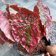 tanaman hias begonia rex walet pink