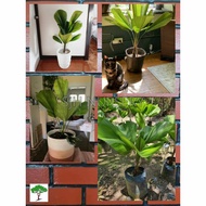SJH - Licuala Grandis / Pokok Kipas / 圆叶刺轴榈 (Height 60-70cm+-) - [Real Plant/Indoor Plant/Pokok Hidu