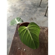 POKOK VIRAL / PHILODENDRON GLORIOSUM