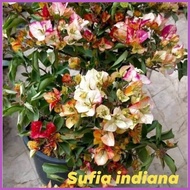 ♣ ❀ ◔ SALE!!! ROOTED RARE BOUGAINVILLEA