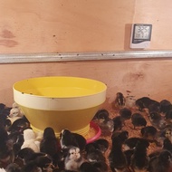 DOC Ayam Kampung KUB Balitnak Eceran Khusus Kurir Instant