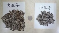 世界寵物百寶箱~美國進口小顆葵花籽 小瓜籽 小瓜 瓜子1000g(1公斤)~鸚鵡、倉鼠、蜜袋鼯、松鼠的最愛
