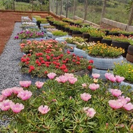 [ 1 POT JUMBO ] Tanaman Hias Bunga Gantung Krokot Portulaca Bunga Pukul 9 Tanaman Hias Sutra Bombay