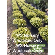 WSN - Wholesale Only -  Ervatamia Dwarf Yellow Variegated - 250-300mm High [Live Plant]