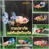 ปลากัดเพศเมีย พร้อมรัดไข่แน่นๆ (ถ่ายจากสินค้าที่ขาย มีประกันปลาในการเดินทาง)
