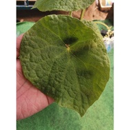 Tanaman Begonia Phutoensis / Begonia Hijau Bulat