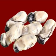[SHCF] Premium Korea Oyster Meat 1Kg+- Fresh Frozen IQF Large