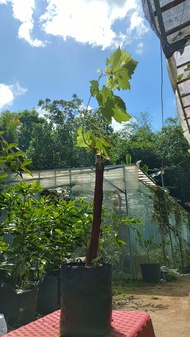 BIBIT ANGGUR BONGGOL BESAR