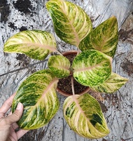 Tanaman Aglonema Obama Induk - Tanaman Hias Aglonema / Aglaonema Obama