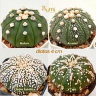 Astrophytum asterias SPECIAL COLLECTION Kikko, Fukuryu, Five Ribs (V