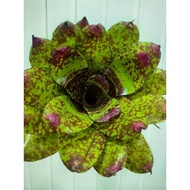 bromeliad neoregelia Virgo Proud