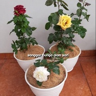 Baru Tanaman Hias Bunga Mawar + Pot Tawon Dan Serabut Harga Khusus