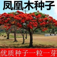 現貨 批發批發新采藍花楹種子 種籽 紅花楹種籽樹種綠化四季可播金鳳樹鳳凰木種子 種籽lzh