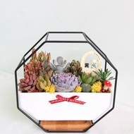 北歐風格盆栽 • 多肉仙人掌盆栽 開幕盆栽