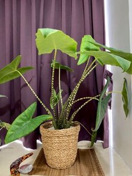 Alocasia Zebrina