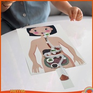[PrettyiaSG] Human Digestive System Model Human Body Organ Teaching Tools Handicraft 3D