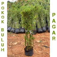 Pokok Buluh pagar thai ( buluh cina ) / Pokok buluh Pelenting thai murah/ buluh pagar