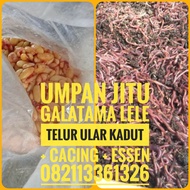 Umpan jitu Galatama Lele , Telur ular kadut + Cacing + essen