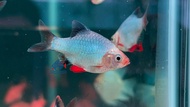 Platinum Green Tiger Barb/Live Fish/Tiger Barb/Freshwater 白金青虎皮/虎皮鱼/活鱼(Sin Quan Aquaculture Enterpri