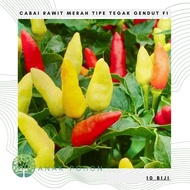 (10 Biji) Benih Bibit Biji - Cabai Rawit Merah Tipe Tegak Gendut F1 Cabe Lombok Setan Seeds