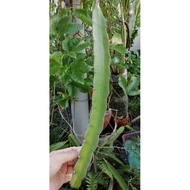 Keratan/Cutting Pokok Dragron Fruit / Pokok Buah Naga