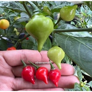 10Biji Benih Cili Gasing /Biquinho Piquillo /Red Cherry pepper seed