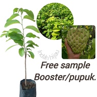 Bibit Srikaya Jumbo | BUAH SRIKAYA JUMBO.