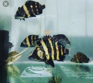 Ikan datz NGT/ papua ukuran