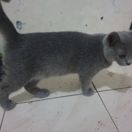 kucing british shorthair betina