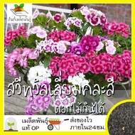 เมล็ดพันธุ์ สวีทวิลเลี่ยมคละสี (ดอกไม้กินได้) 200 เมล็ด Sweet William Flower Mix เมล็ดพันธุ์แท้ นำเข