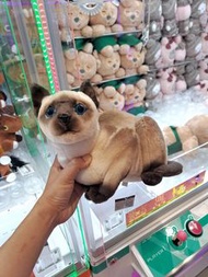 可愛暹羅貓景品毛公仔，有牌
