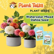 Plant Talks Watercolour Dahlia Flower Seeds Plant Gardening
