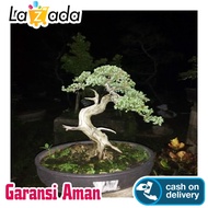 4 Bibit Tanaman Cemara Buaya Bahan Bonsai Bagus