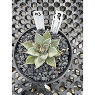 Augustfame - Agave Mangave Bloodspot Hybrid M3 血雨杂交 龙舌兰