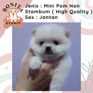 Mini Pom Mini Pomeranian Non Stambum White Anakan Anjing Super MiniPom Stambum