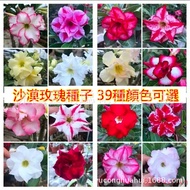 [现货]{热卖}沙漠玫瑰种子批发四季易活多肉植物花卉观花重瓣品种绿植盆栽种子Desert rose seeds wholesale four seasons easy to live and fles