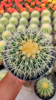 kaktus golden barrel