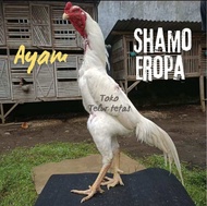 TELUR AYAM SHAMO EROPA ORI PETARUNG