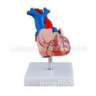 Medical Model Model Natural Anatomy Anatomy Big Heart Model Anatomy Human Heart Model IDXC