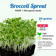 Broccoli Sprout Microgreen Seeds - Fast Germination, Mild Flavor