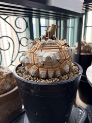 塊根植物南非龜甲龍