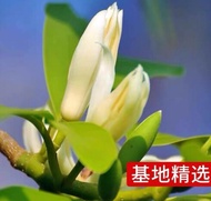 White orchid Magnolia saplings flowers yellow horned orchid plants balcony indoor green plants easy to live with bud seeds