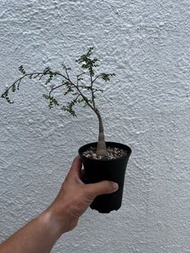 列加氏漆樹 Operculicarya decaryi 根塊 植物非象足 caudex