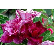 🌺💜 'Purple Majesty 004' - Exquisite Adenium Desert Rose Seed Collection for Luxurious Fleshy Potted 